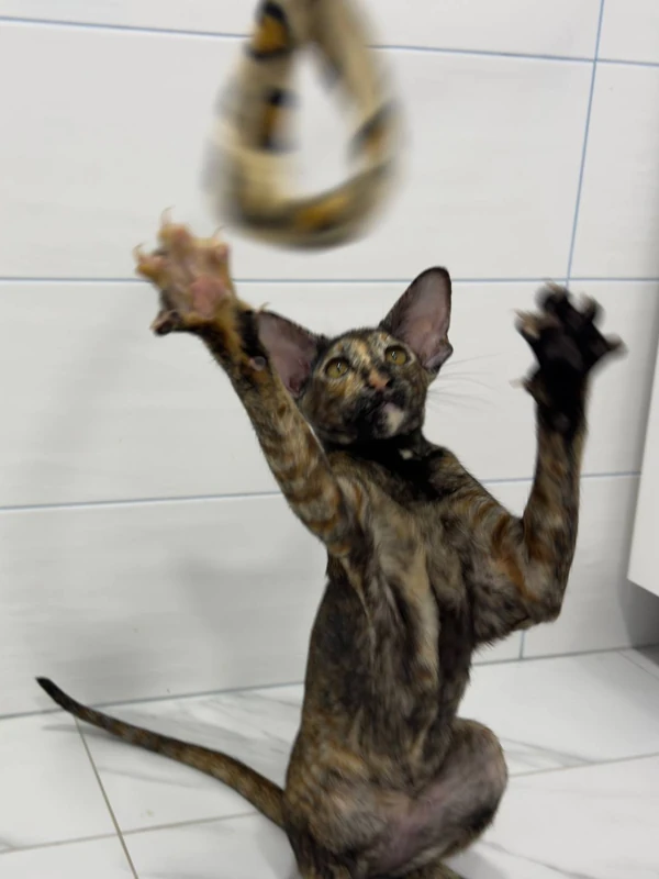 Enya - Catching the toy
