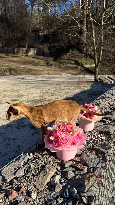 Heldig (Halva) - Photoshoot with flowers