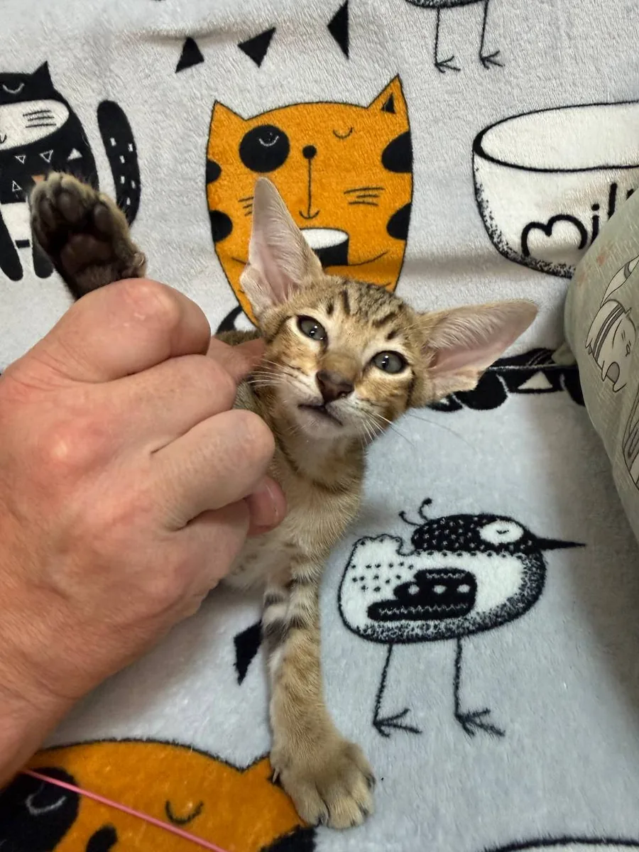 Cai, Oriental Shorthair kitten, Black tabby spotted