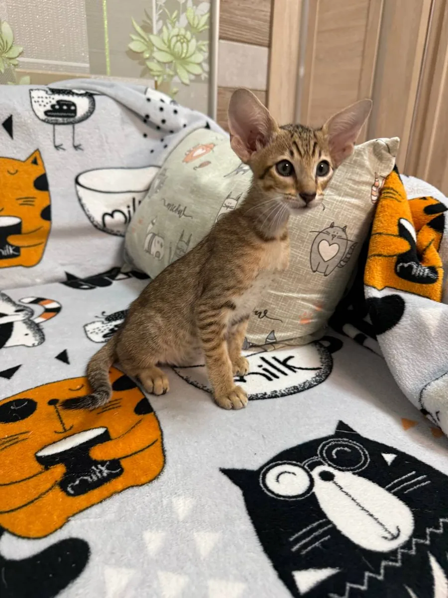 Cai, Oriental Shorthair kitten, Black tabby spotted