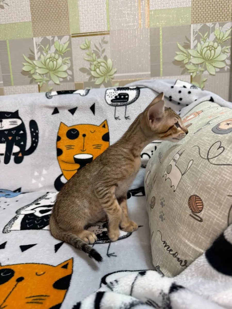 Cai, Oriental Shorthair kitten, Black tabby spotted