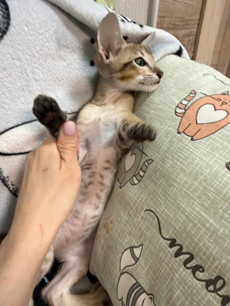 Caramel, Oriental Shorthair kitten, Black tabby spotted