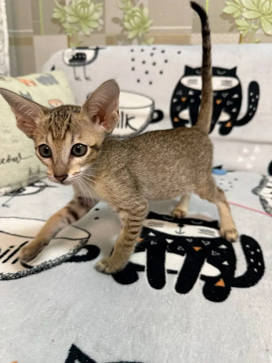 Caramel, Oriental Shorthair kitten, Black tabby spotted