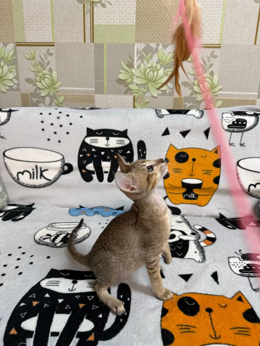 Caramel, Oriental Shorthair kitten, Black tabby spotted