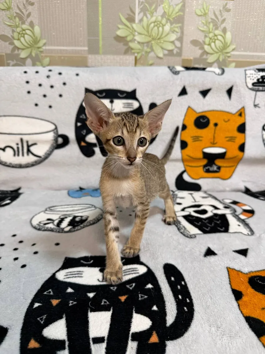 Caramel, Oriental Shorthair kitten, Black tabby spotted