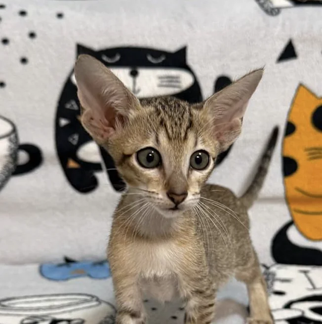 Caramel, Oriental Shorthair kitten, Black tabby spotted