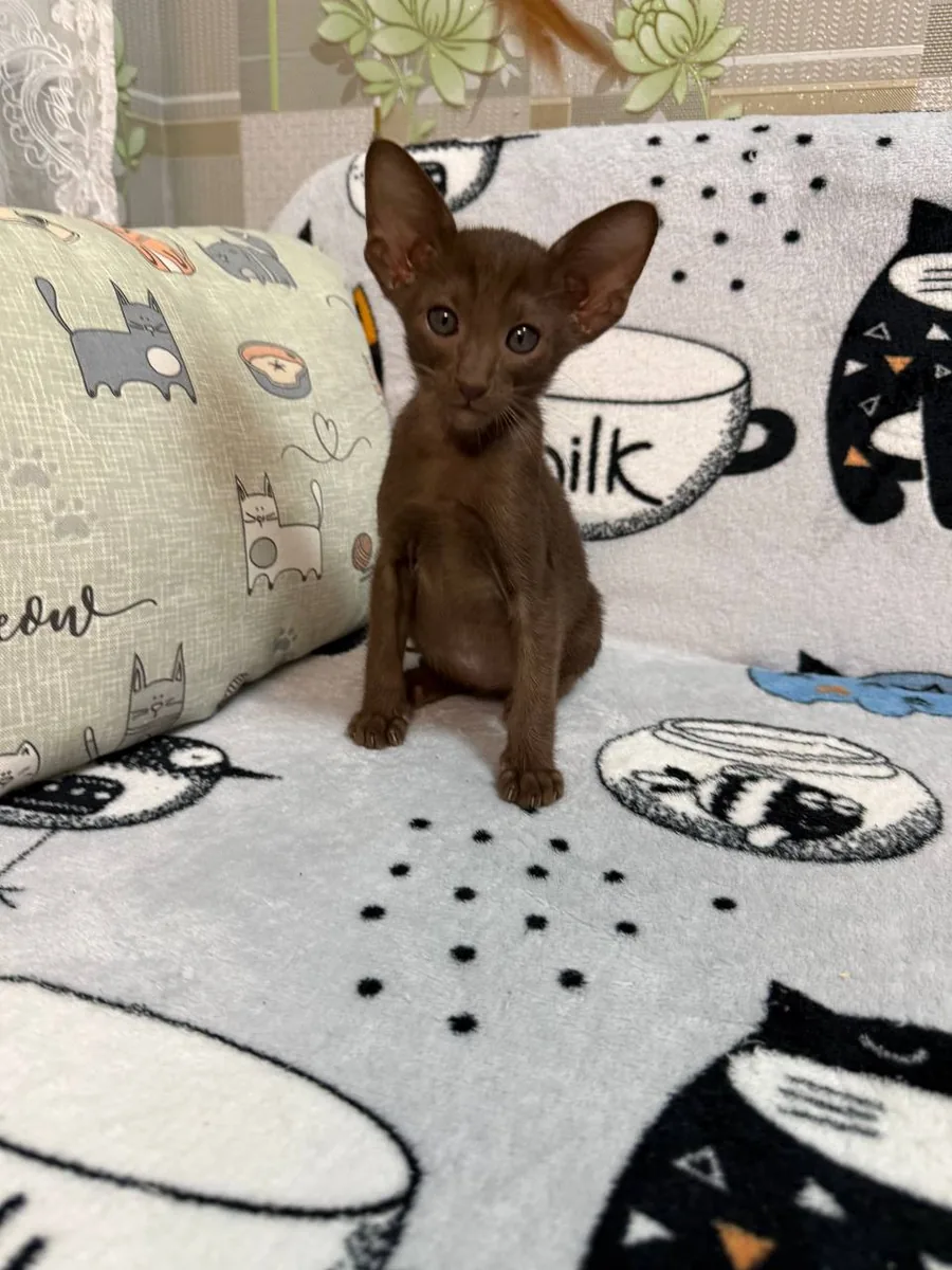 Chanel, Oriental Shorthair kitten, Chocolate