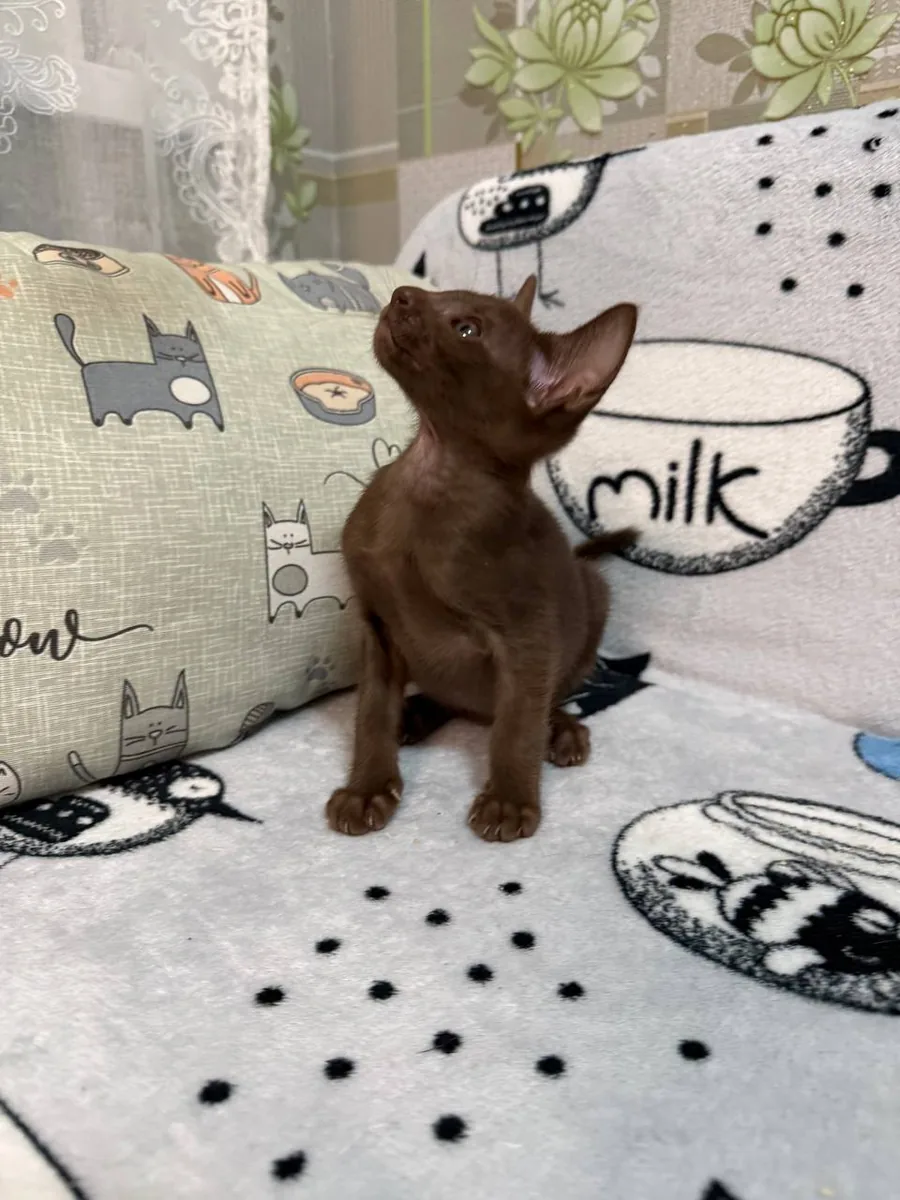 Chanel, Oriental Shorthair kitten, Chocolate
