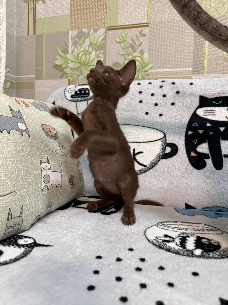 Chanel, Oriental Shorthair kitten, Chocolate