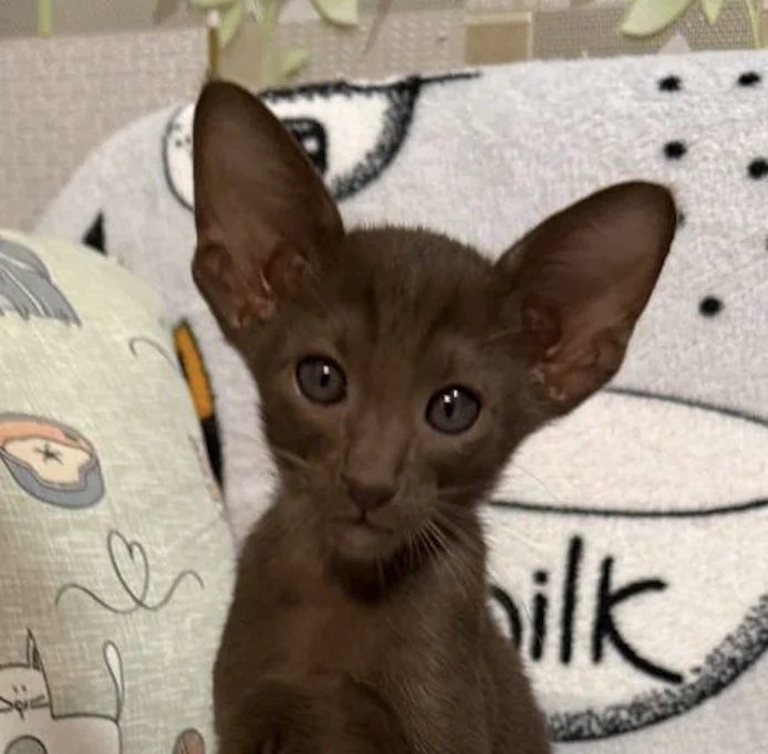 Chanel, Oriental Shorthair kitten, Chocolate
