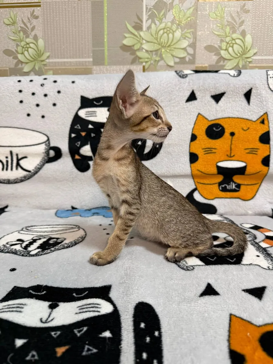 Chipa, Oriental Shorthair kitten, Black tabby spotted