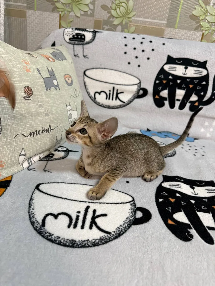 Chipa, Oriental Shorthair kitten, Black tabby spotted
