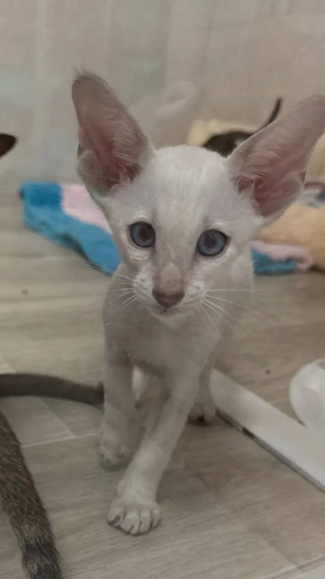 Churchill, Siamese kitten, Seal Tabby point