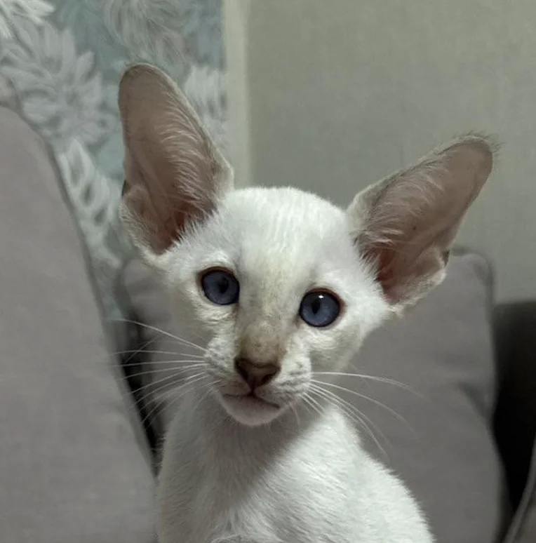 Churchill, Siamese kitten, Seal Tabby point