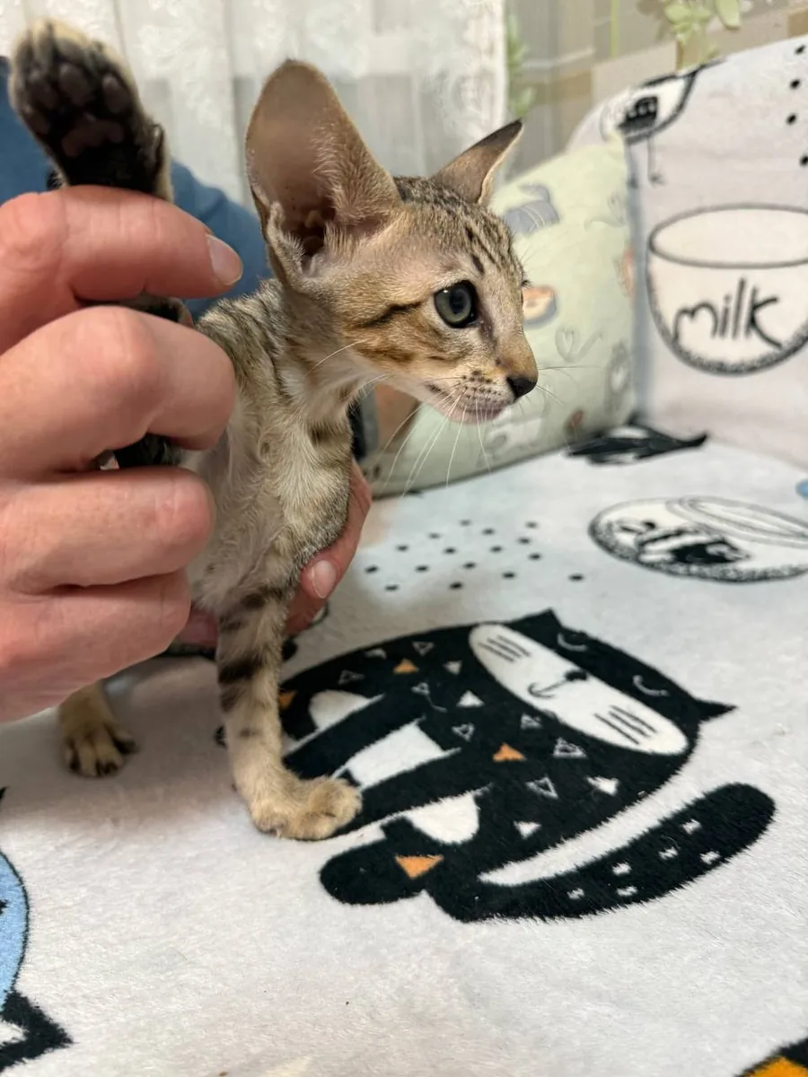 Cia, Oriental Shorthair kitten, Black tabby spotted
