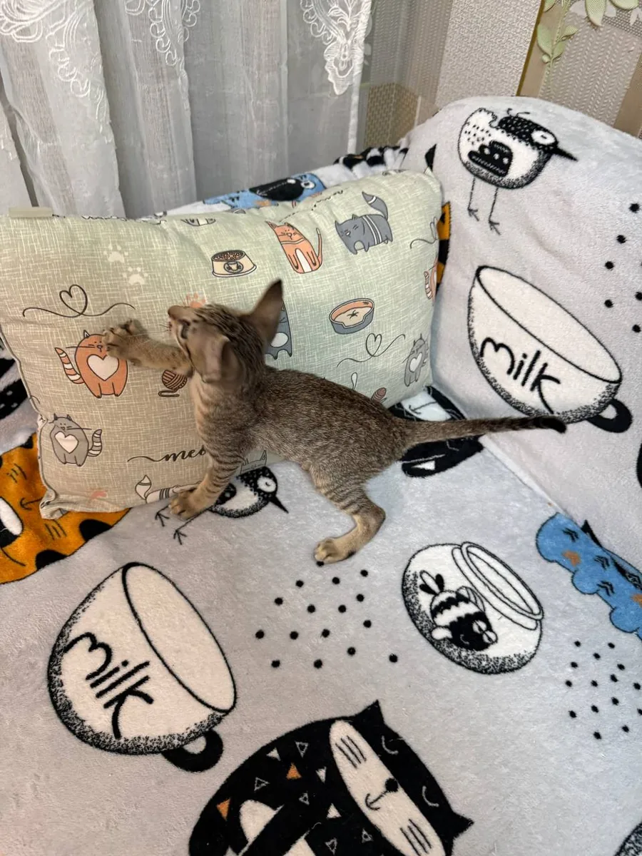 Cia, Oriental Shorthair kitten, Black tabby spotted