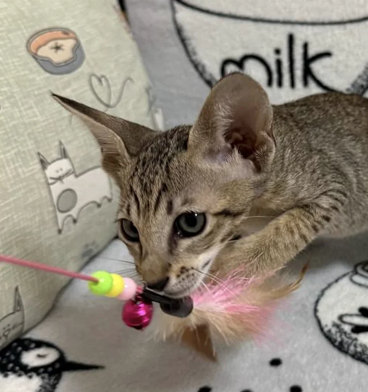 Cia, Oriental Shorthair kitten, Black tabby spotted